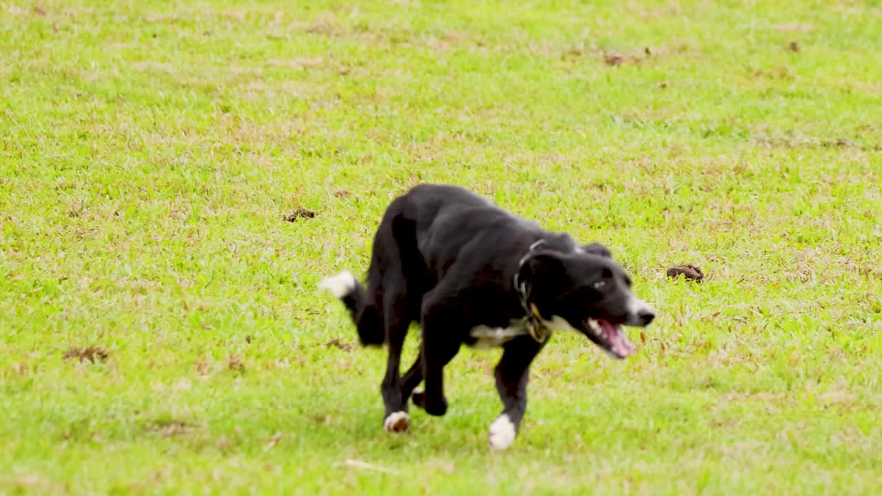 Australian herding dog chases and controls cattle on bright grassy pasture, natural daylight, dynamic movement