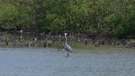 Mirando-Hacia-La-Izquierda-En-Un-Bosque-De-Manglares-Y-Luego-Gira-La-Cabeza-Para-Volar,-Garza-Gris-Ardea-Cinerea,-Tailandia