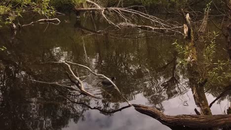 Coot-with-white-front-sheild-swimming-about-on-a-pond-surrounded-by-trees-reflected-in-the-water