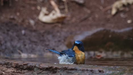 Die-Kamera-Zoomt-Heraus,-Während-Er-Badet,-Und-Zeigt-Nach-Rechts,-Indochinesischer-Blauschnäpper-Cyornis-Sumatrensis,-Männlich,-Thailand