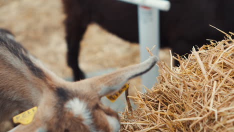 goat eating hay