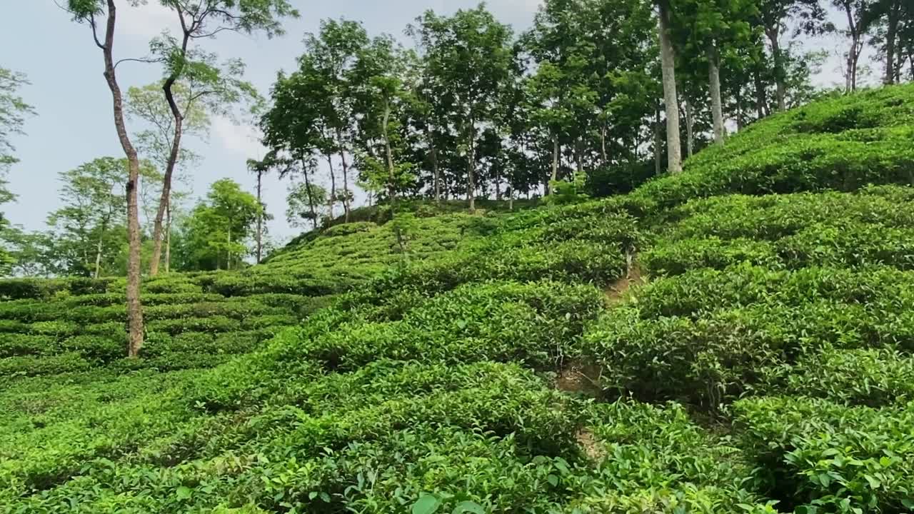 Tea garden valley in Sylhet, Bangladesh. Panning shot