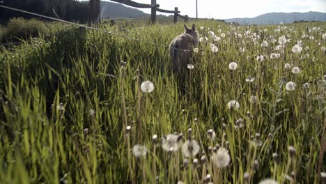 baby gray wolf going for a walk in a field of dandelions