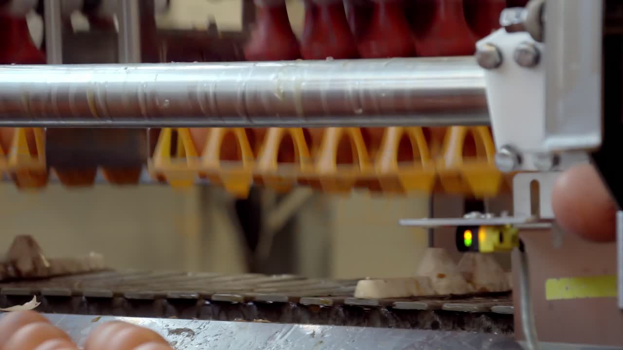 Nærbillede af en automatisk maskine, der placerer æg i plastikbakker på en produktionslinje. Scene med mademballage, transportbåndbevægelse, industriel præcision og ægforarbejdning i en fabriksindstilling