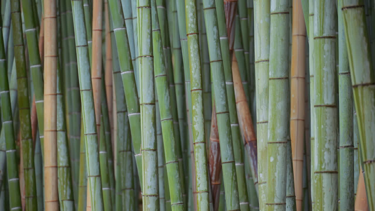 Close up of multiple green bamboo trees at the Arashiyama Bamboo Forest in Kyoto, Japan