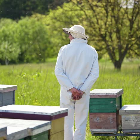 Male apiarist on a bee farm in nature. Beekeeper in white suit and protective hat standing among wooden beehives. Apiculture in summer