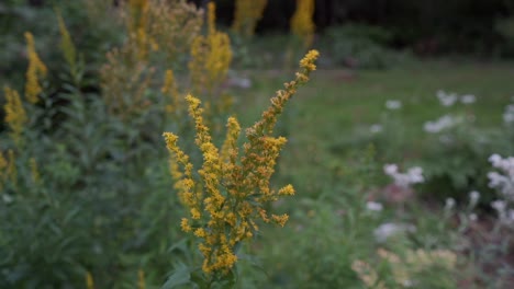 goldenrod herb in slow motion