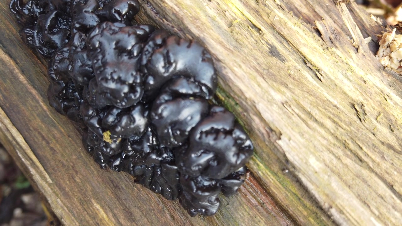 Skogsopp på en trestamme. Exidia er en soppslekt i familien Auriculariaceae