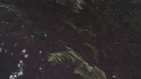 dark evergreen tree branches blowing in the breeze