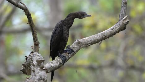 a little cormorant sitting on a branch in the jungle