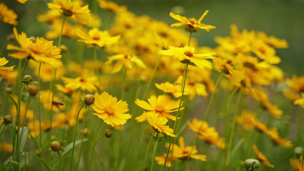 Yellow flowers background. Field of blooming yellow flowers on background