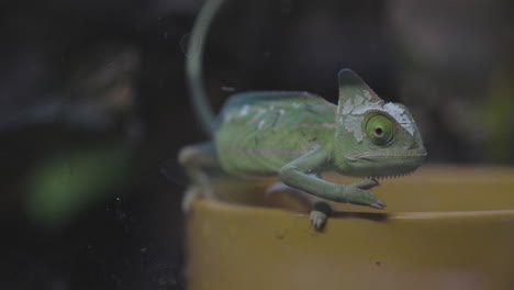 a veiled chameleon in its terrarium walking on its water bowl in slow motion