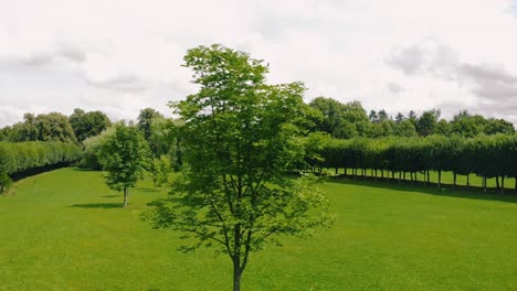 aerial shot in green park, warmia and masuria natural place with green grass nad tall trees, nice clouds on the sky