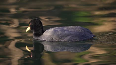 red-gartered coot swimming