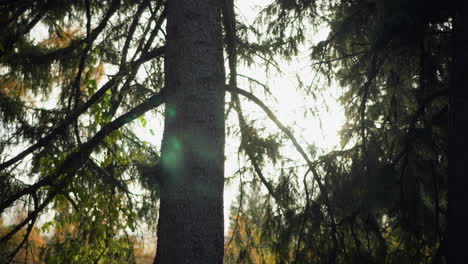 close-up of pine tree branches silhouetted against golden sunlight filtering through dense foliage, warm backlight creates a serene nature scene with a dreamy, soft-focus background