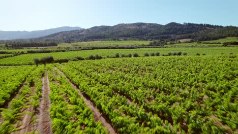 Fly-Over-Growing-Rows-Of-Vineyards-Between-Olive-Orchard-In-Maule-Valley,-Chile
