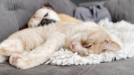cat and dog cuddling together on couch