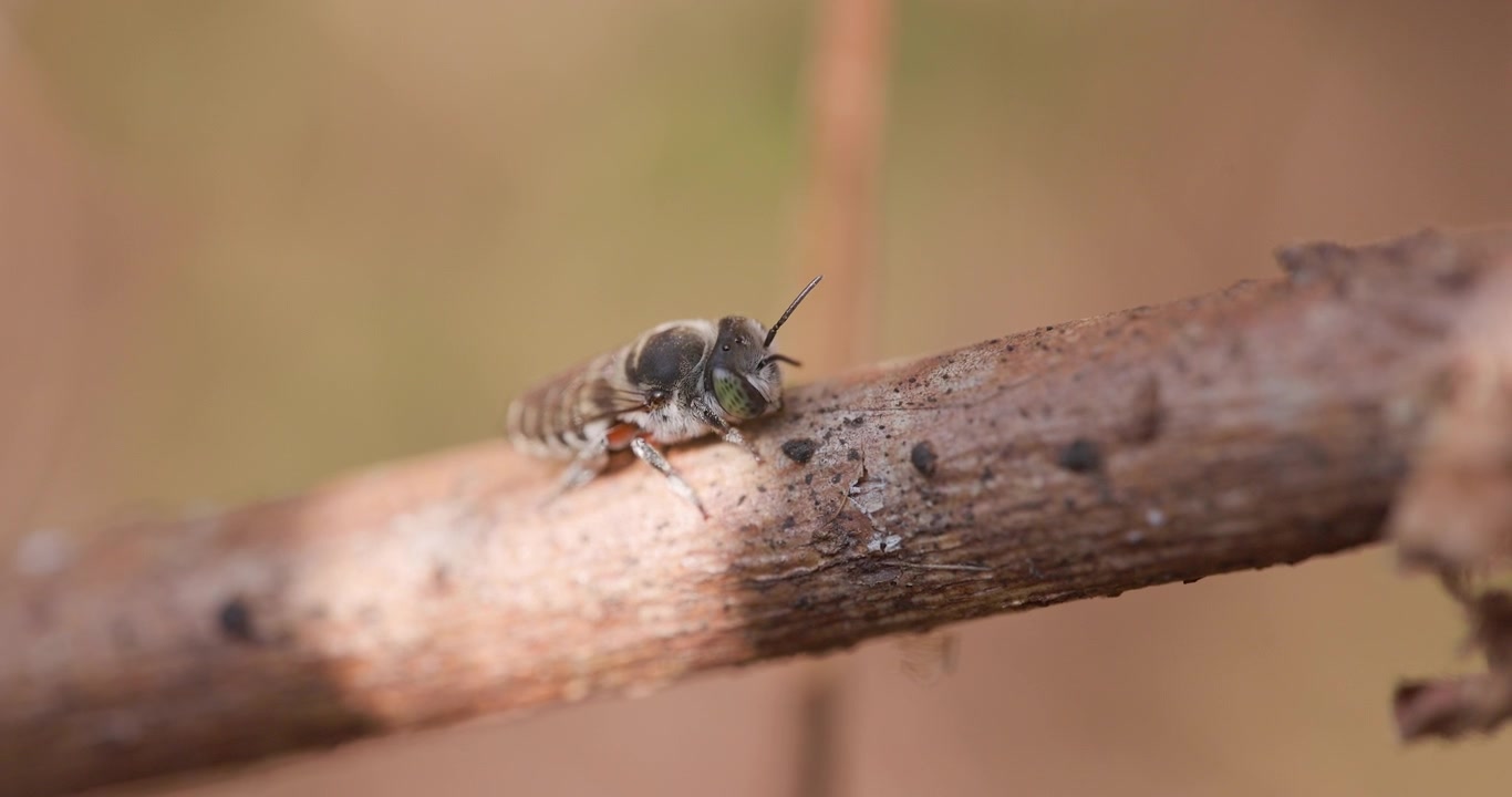 Ape solitaria selvatica Megachile femoratella che si crogiola su un gambo freddo; alba invernale dettagliata prima del volo.