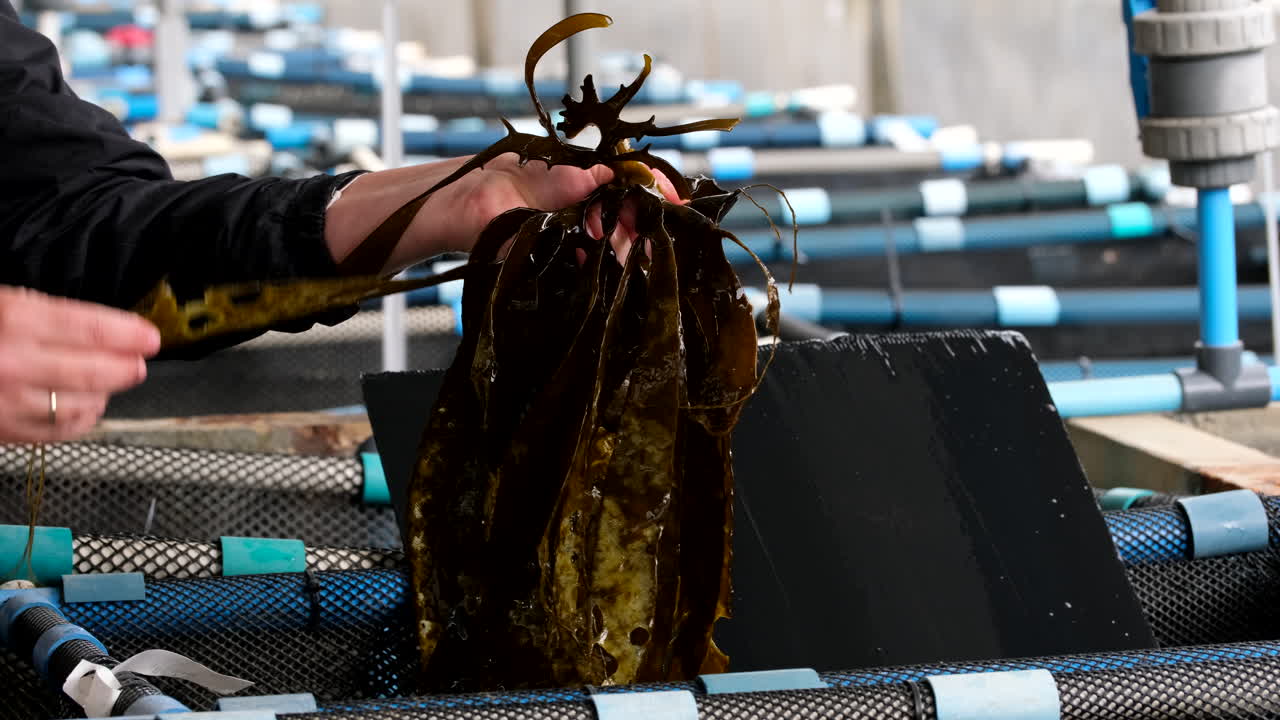 Kelp Farming: Sustainable Aquaculture and Harvesting