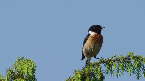 closeup of male european stonechat standing on leaves then leaves, day