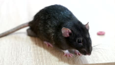 animal domestic gray rat close-up