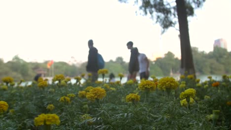 Tracking-Entlang-Eines-Blumenbeets-Im-Hanoi-Park