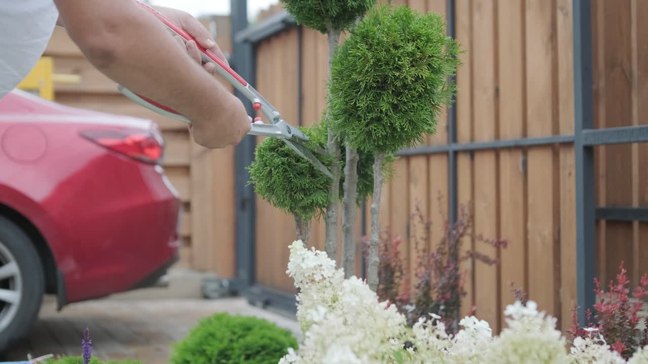 un jardinero poda arbustos decorativos con tijeras en un patio ajardinado, centrándose en la formación de plantas y la estética del jardín. valla de madera y césped verde en el fondo