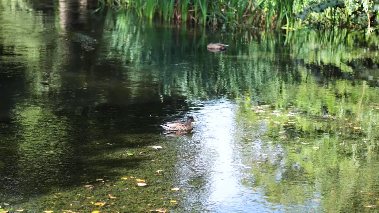 조용한 연못에서 수영하는 오리