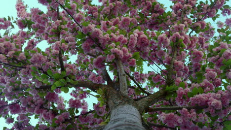 Pink-tree-flowers-view-from-below-against-cloudless-sky.-Amazing-sakura-petals.