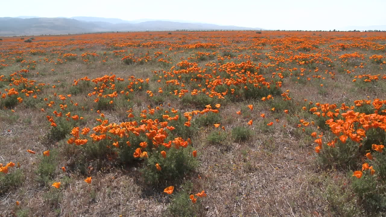amplia pan de amapolas de california en flor soplando en el viento en la reserva de amapolas del valle del antílope california