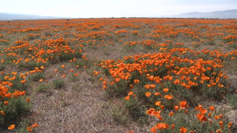 Wide-pan-of-california-poppies-in-bloom-blowing-in-the-wind-at-the-Antelope-Valley-Poppy-Preserve-California