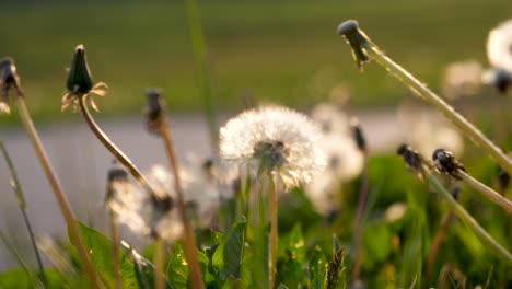 beautiful dandelions in a green meadow