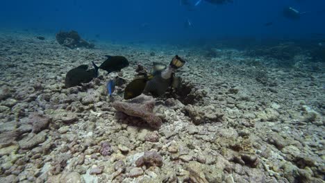 colorful titan trigger fish feeding on a tropical coral reef in clear water of the pacific ocean