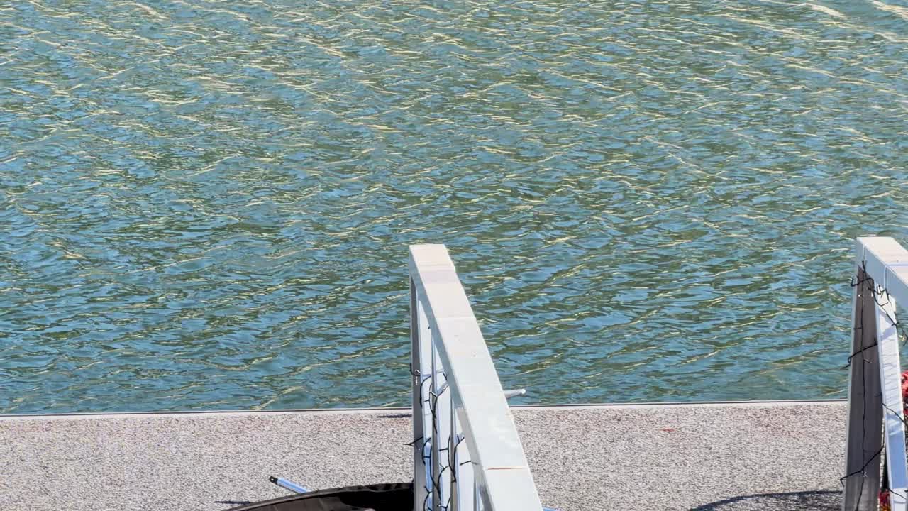 Australian white ibis stands on riverside railing, preparing to fly, under bright natural daylight
