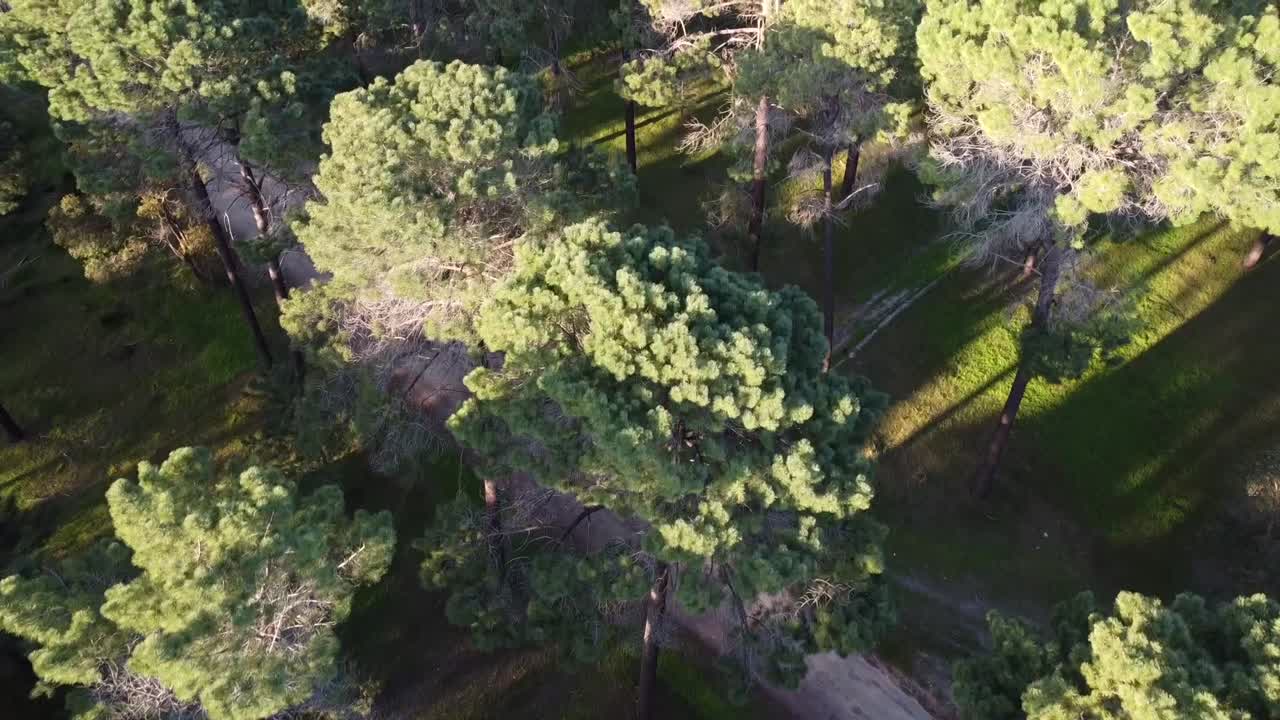 Aerial view obliquely travelling over dirt track in Pine Tree Forest Plantation in Gnangara, Perth, WA