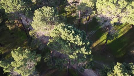 Aerial-view-obliquely-travelling-over-dirt-track-in-Pine-Tree-Forest-Plantation-in-Gnangara,-Perth,-WA