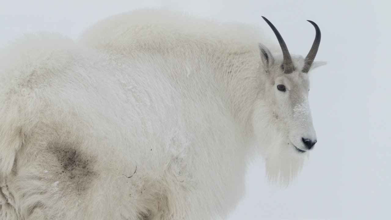 캐나다의 화이트호스 유콘에서 산 염소와 함께 서식하는 고유의 갈라진 발 포유류.