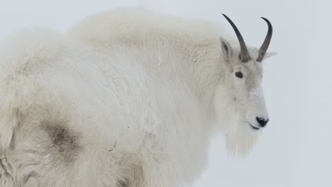 mamífero endémico de patas divididas con cabra de montaña en whitehorse yukon, canadá.
