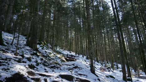 Statische-Aufnahme-Eines-Schneegeschmolzenen-Waldes-In-Einer-Europäischen-Alpenlandschaft-Ohne-Menschen