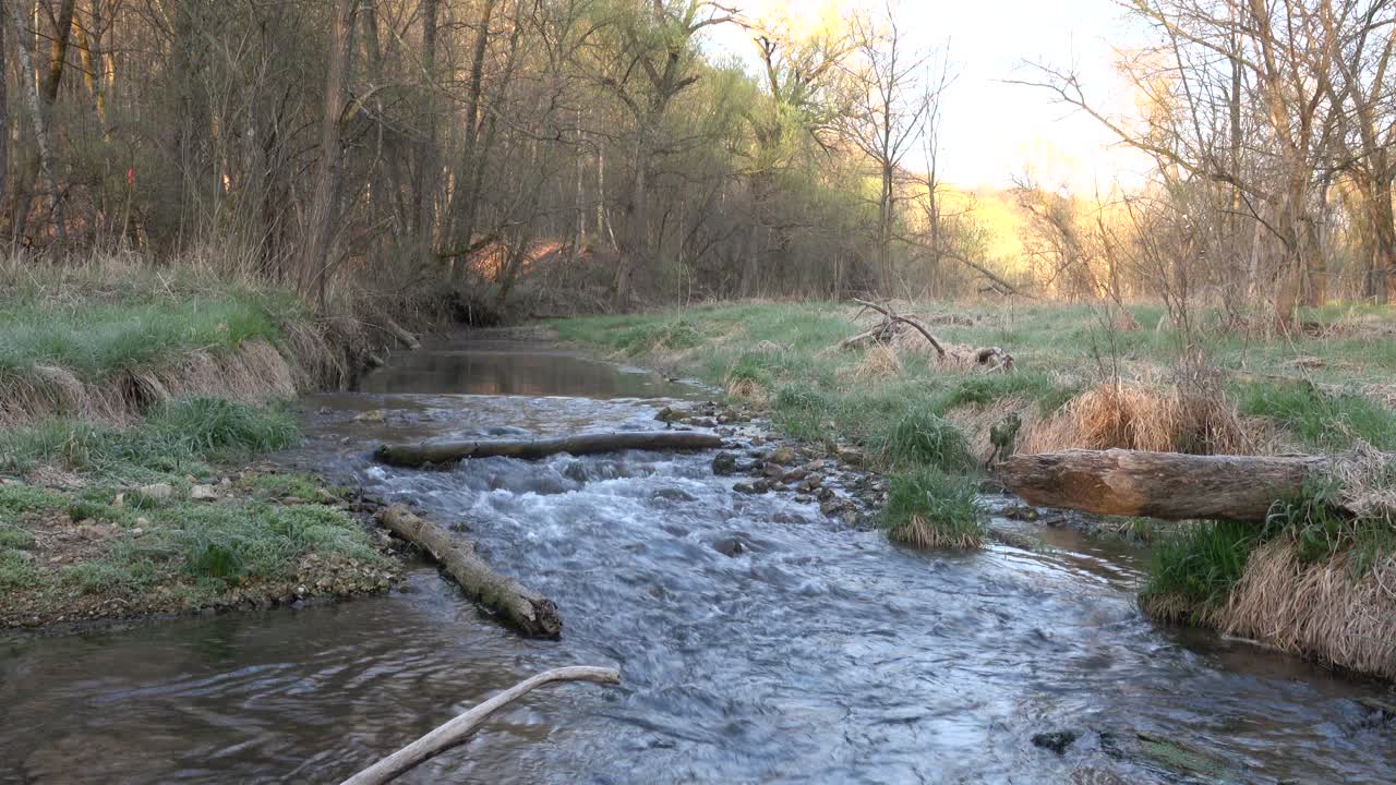 Tranquillo ruscello nella foresta con acqua corrente e tronchi caduti
