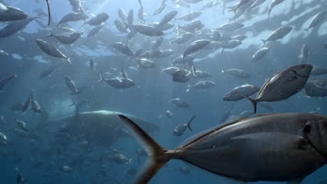 battle scarred great white shark carcharodon carcharias 4k badly scarred shark close ups neptune islands south australia