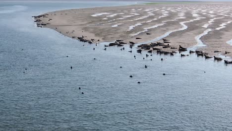 focas grises en una llanura de barro de marea