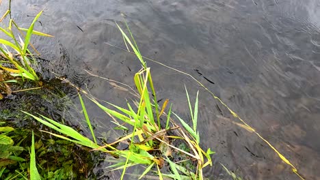 grass and river interaction at the hermitage