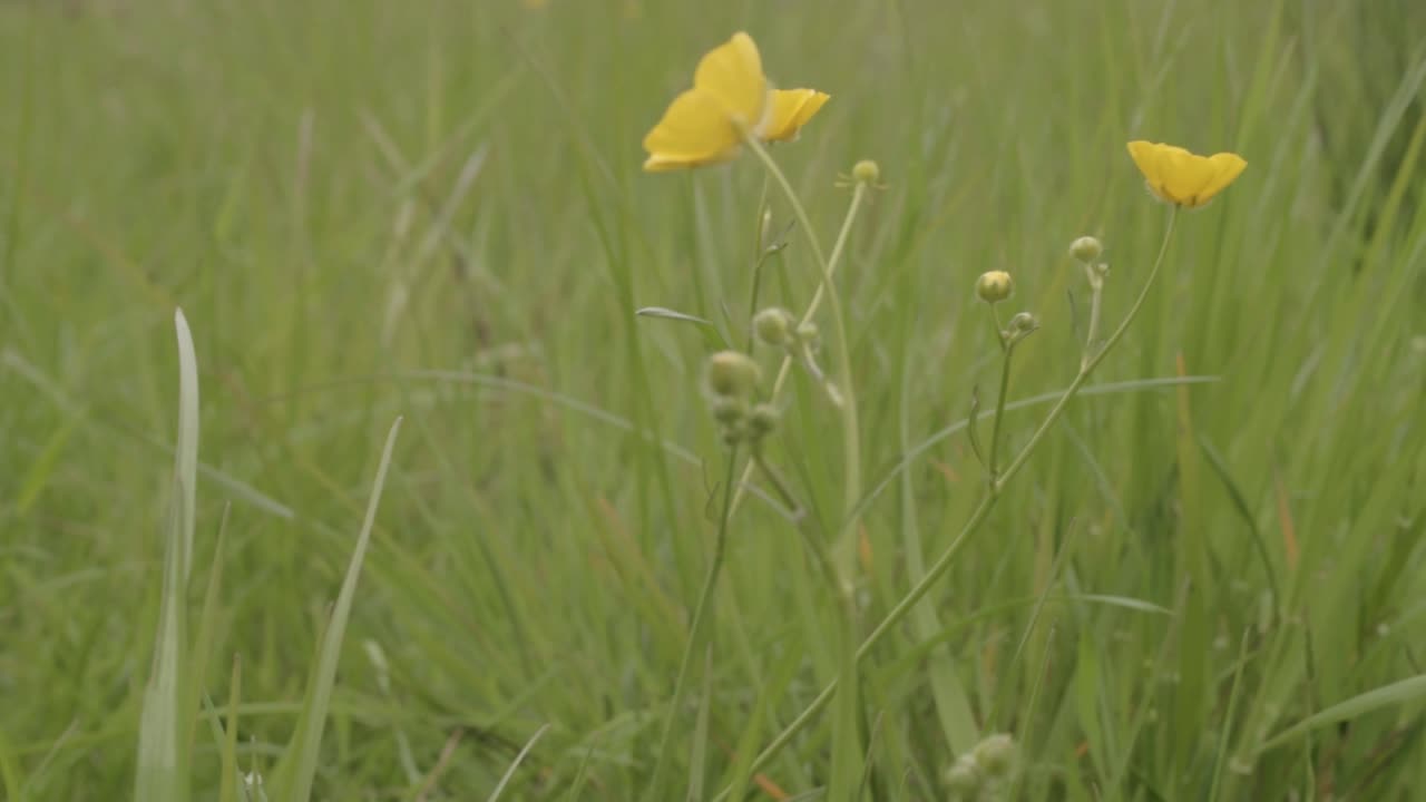 Buttercup wild flowers in rural meadow close up panning shot
