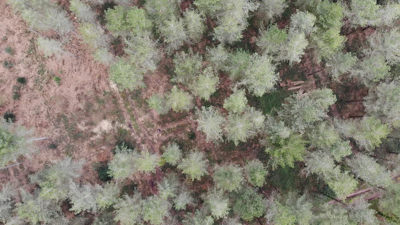 Downwards aerial shot decending over a forest canapy at Woodbury Common Exmouth Devon England