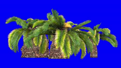 3d sago palm cluster with wind effect on blue screen 3d animation