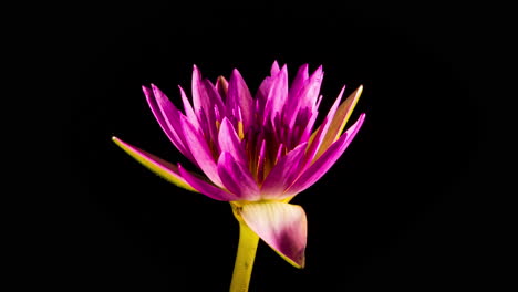 pink sensation water lly time lapse of flower opening and closing