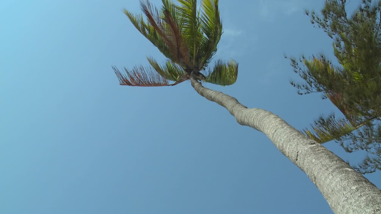 A low angle view looking straight up at a palm tree blowing in the wind