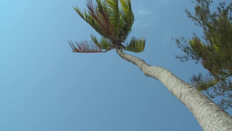 a low angle view looking straight up at a palm tree blowing in the wind