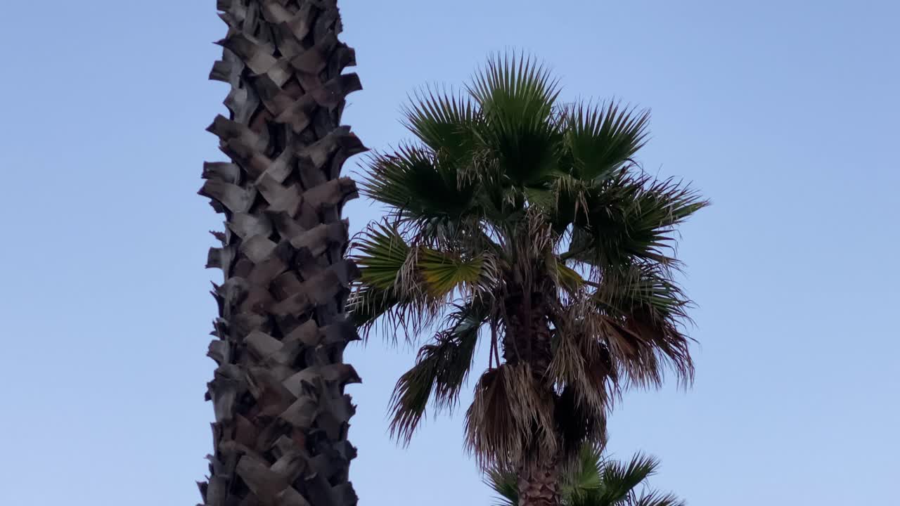 황혼 때 야자수 위로 초승달이 지는 항공 영상